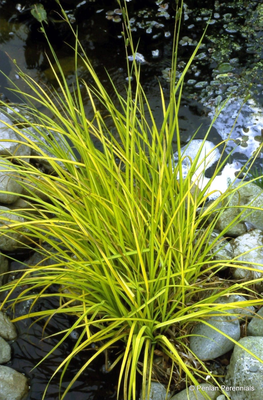 Стрелолист обыкновенный