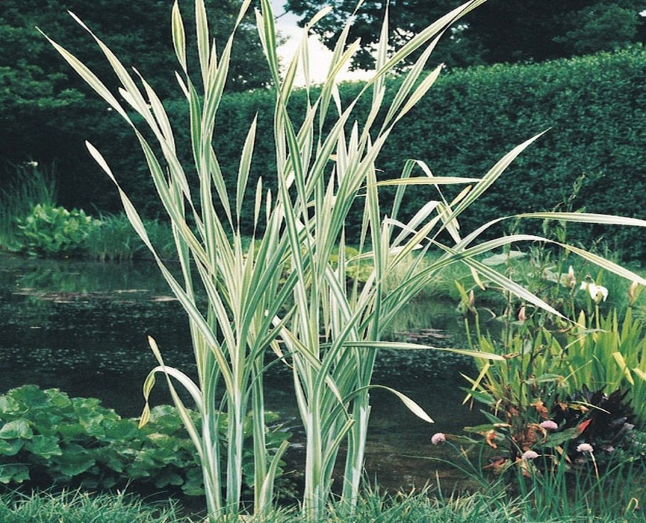 Typha latifolia variegata
