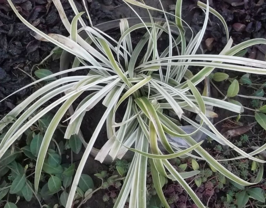 АИР болотный Вариегата