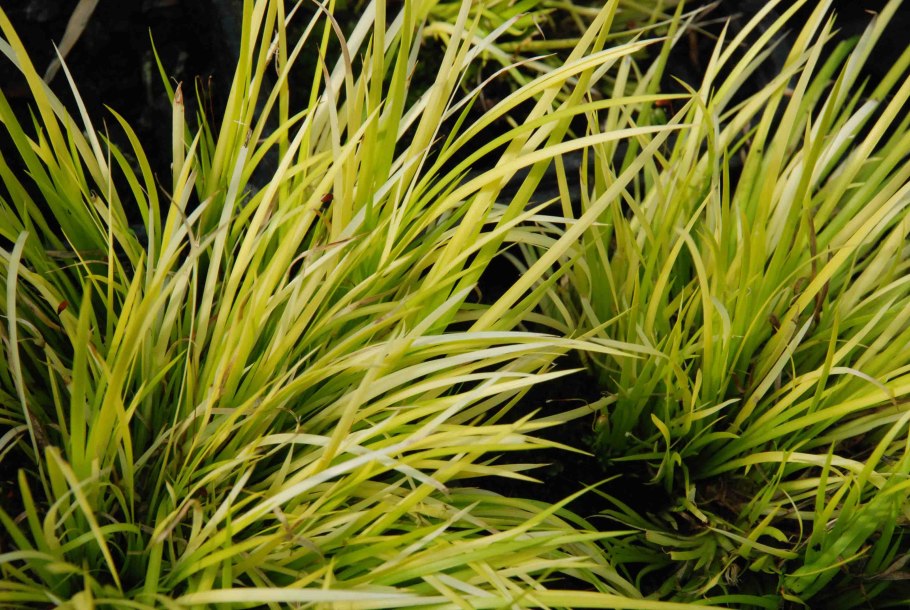 Осока ложносытевая