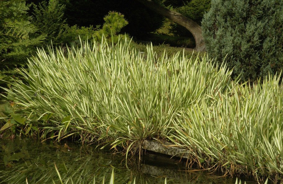 Акорус (Acorus) variegatus