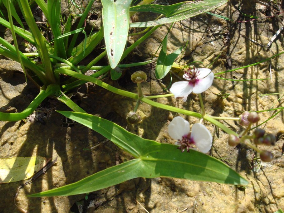 Sagittaria слив