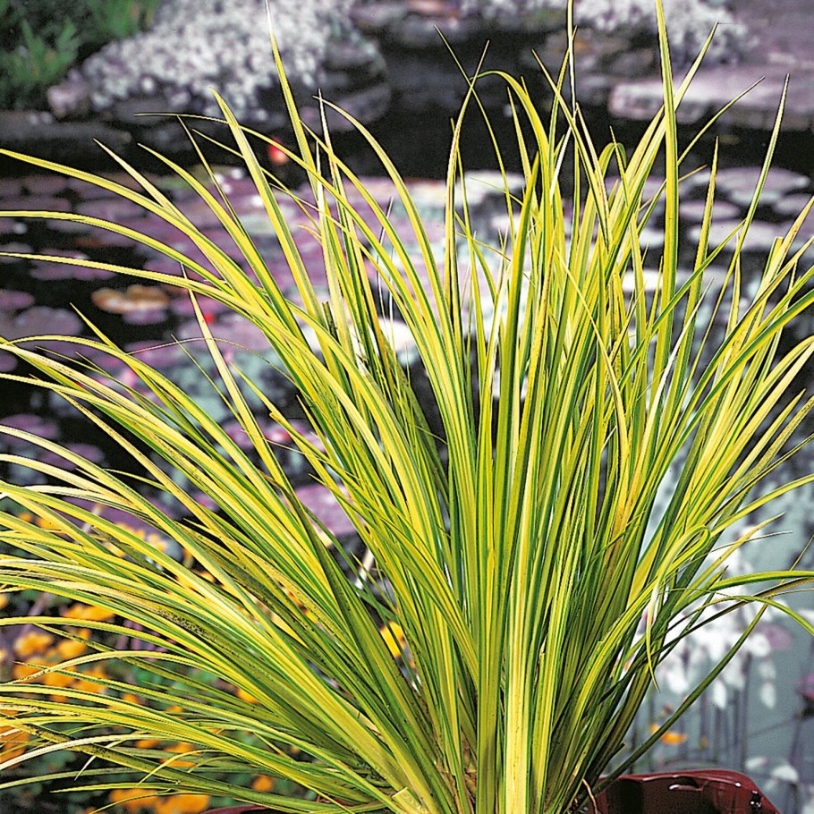 Осока пальмовая “Aureovariegata”