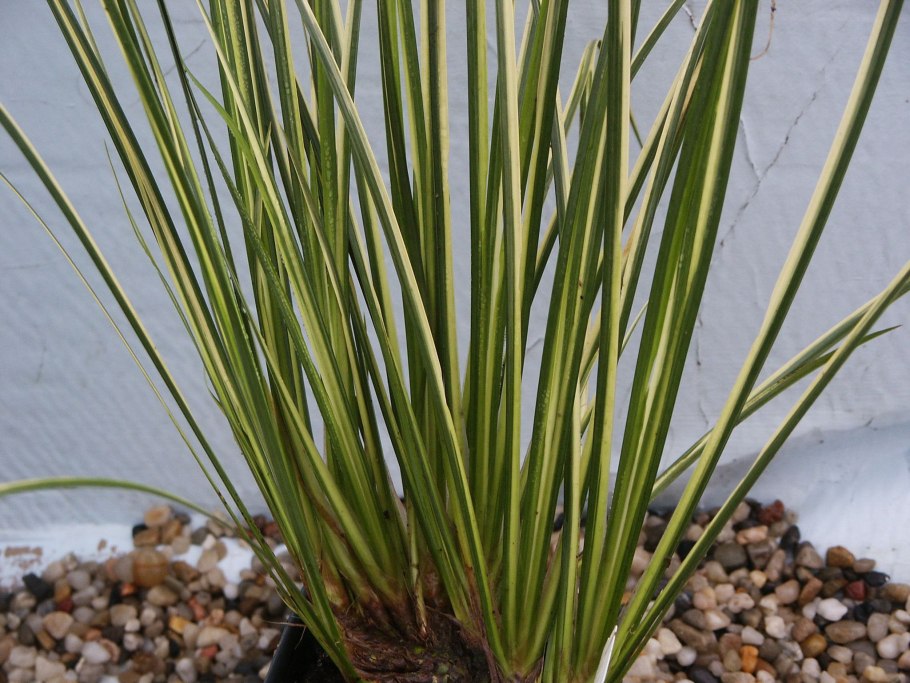 АИР злаковый Вариегата