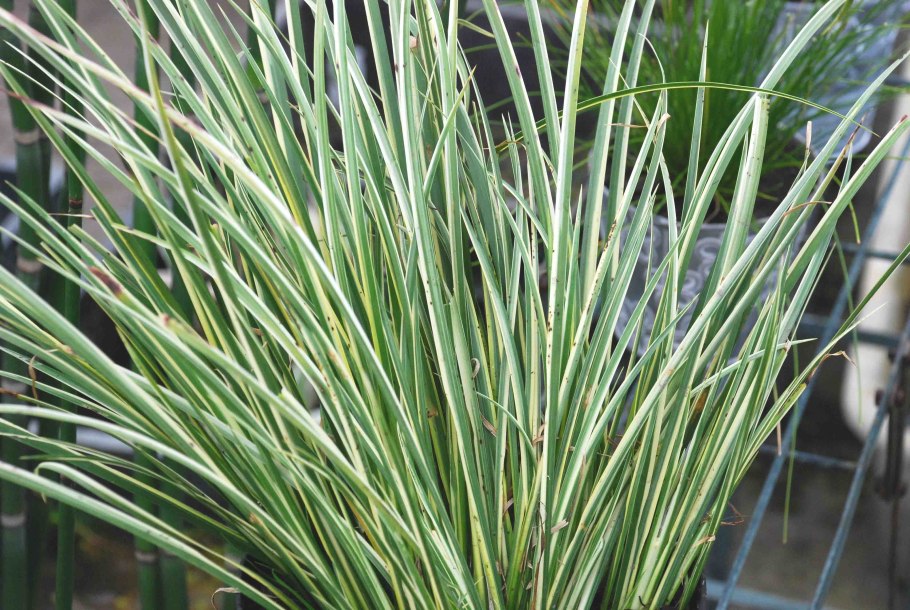 Телорез растение