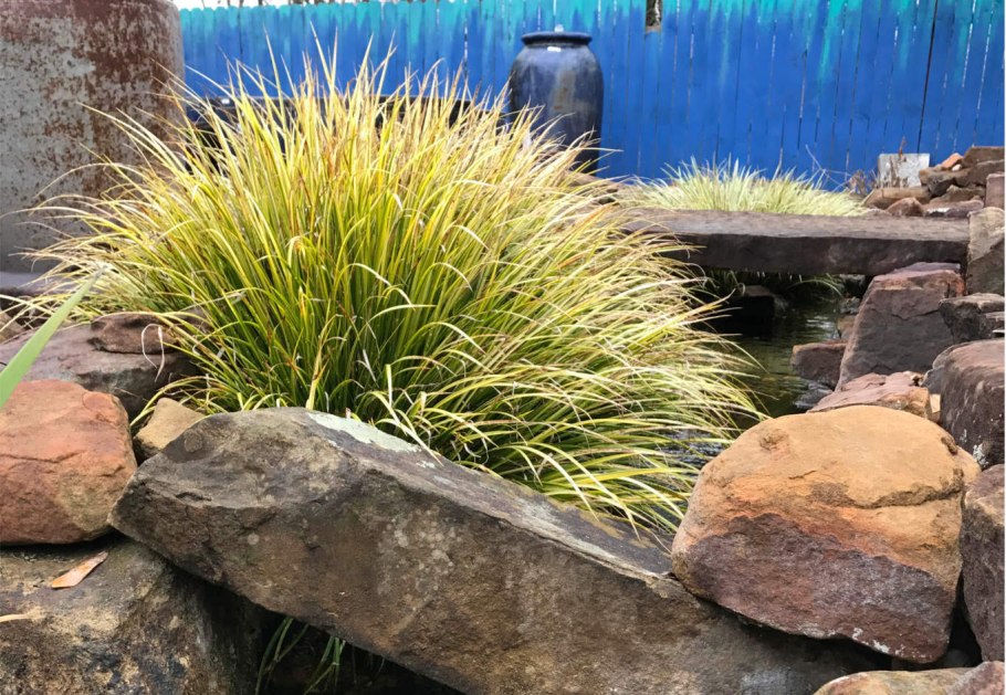 АИР болотный variegatus