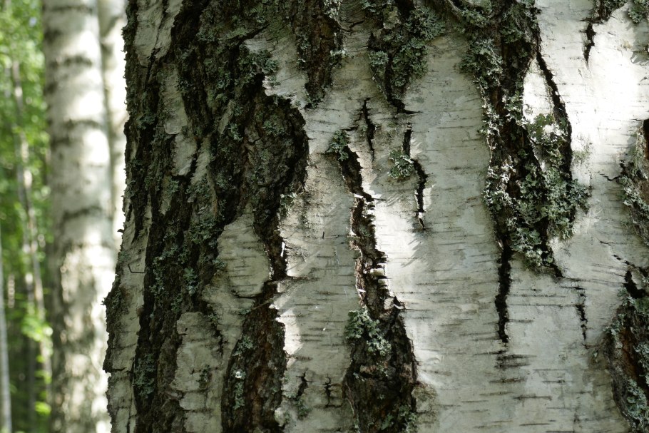 Betula SPP