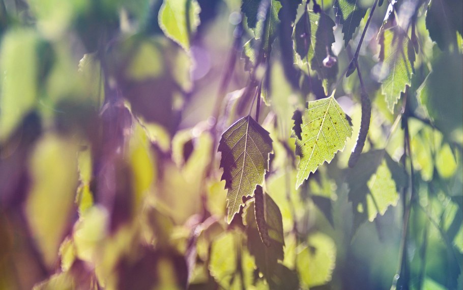 Betula pendula лист