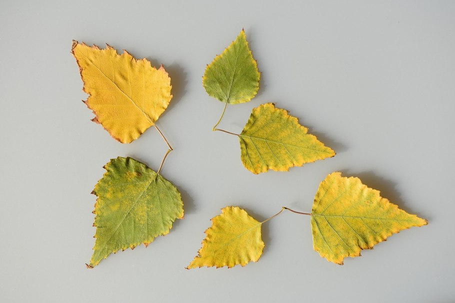 Береза пушистая Betula pubescens