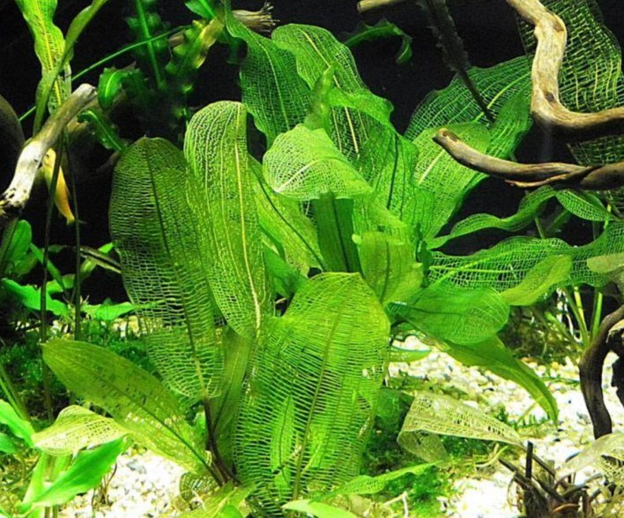 Aponogeton ulvaceus