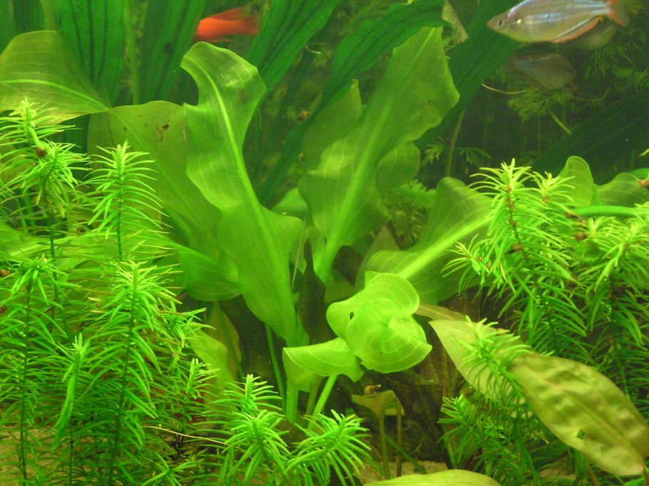 Aponogeton longiplumulosus