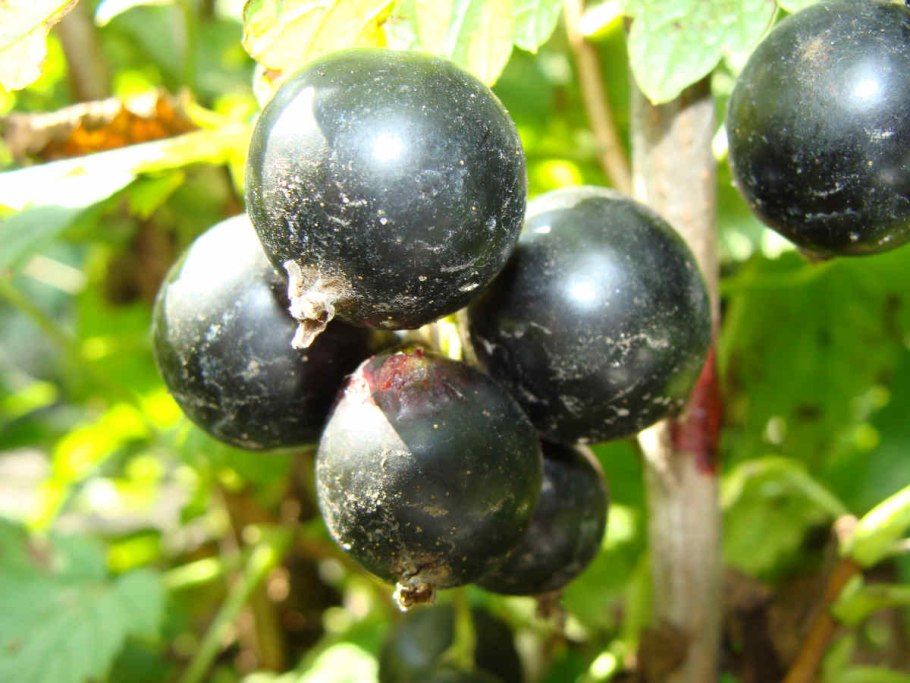 Подкормка клубники