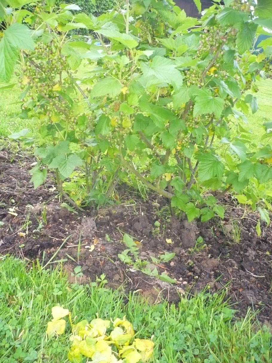 Посадка малины ремонтантной осенью