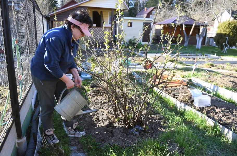 Пинцировка смородины