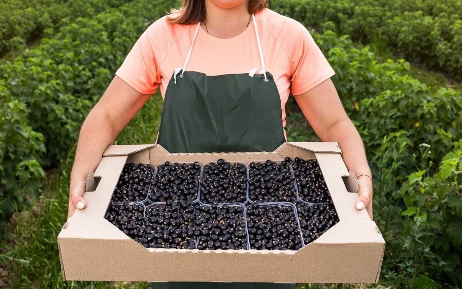 Саженцы огород