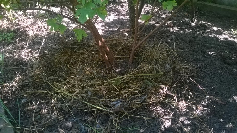 Корневая шейка у спиреи