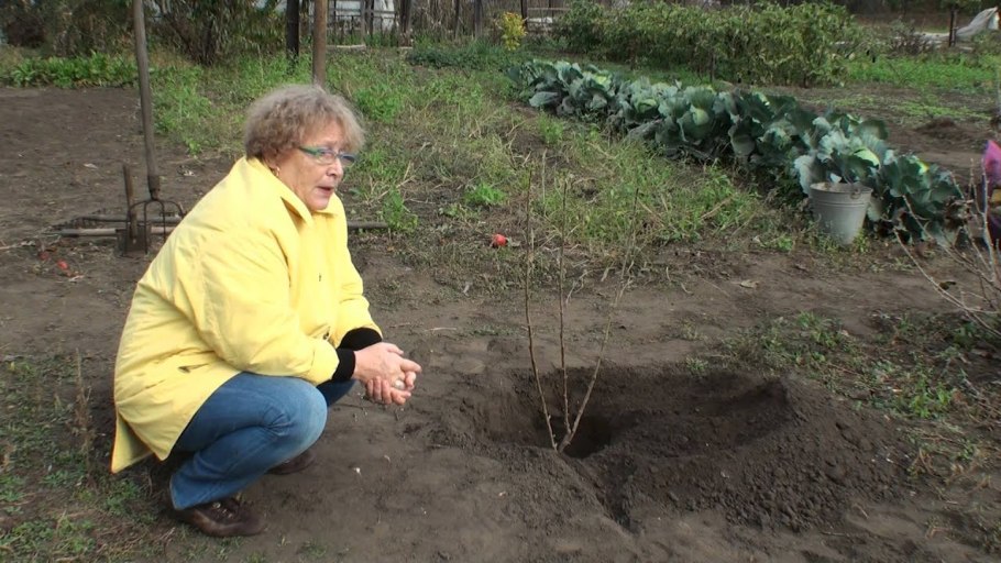 Огораживание кустов смородины