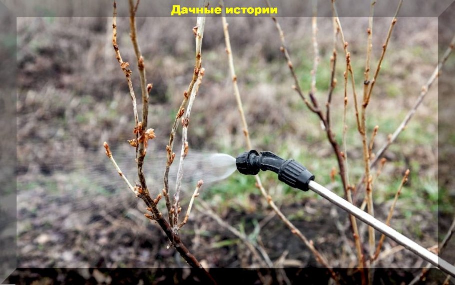 Крыжовник весной