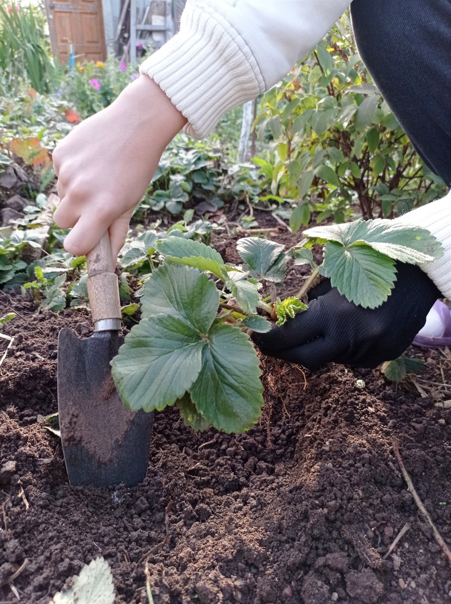 Мульчирование соломой смородины