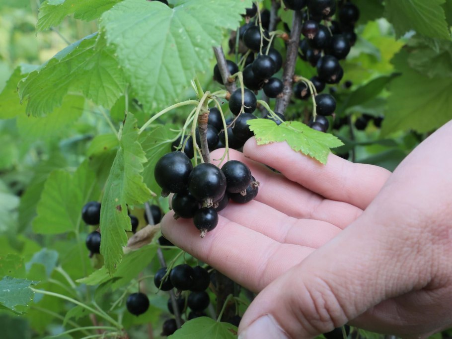 Жимолость ежевика мульчирование