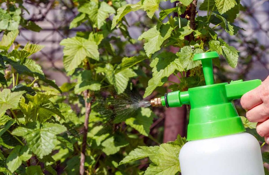 Мульчирование крыжовника