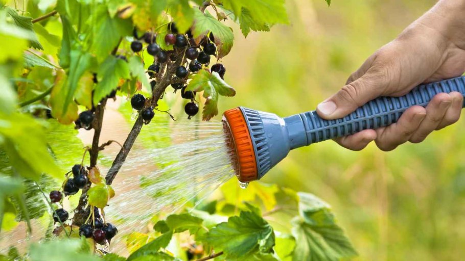 Садоводство ягоды