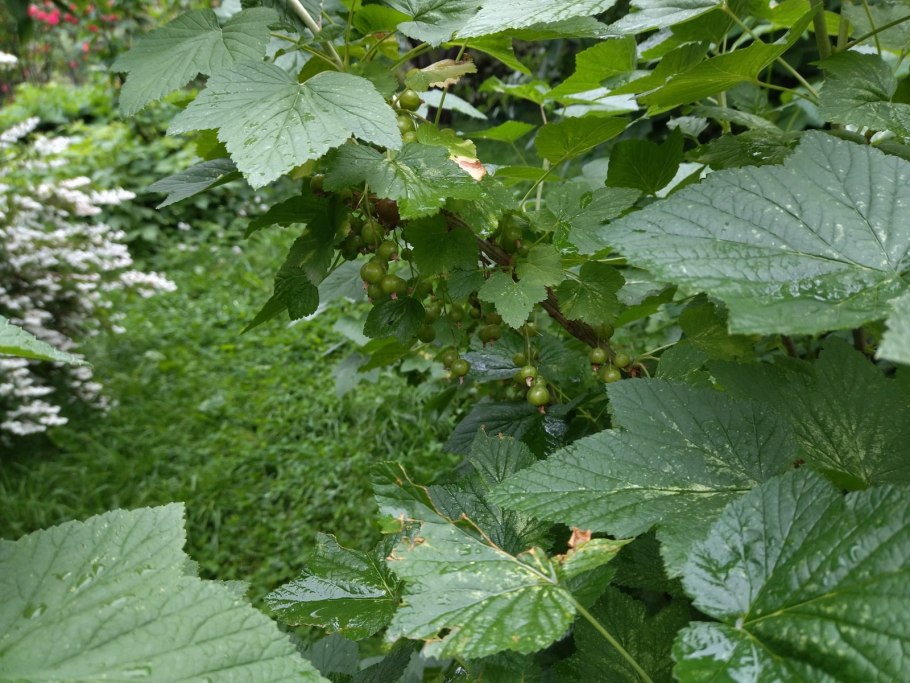 Обрезка кустарников осенью