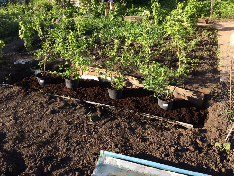 Садоводов садоводы высаживают яблони