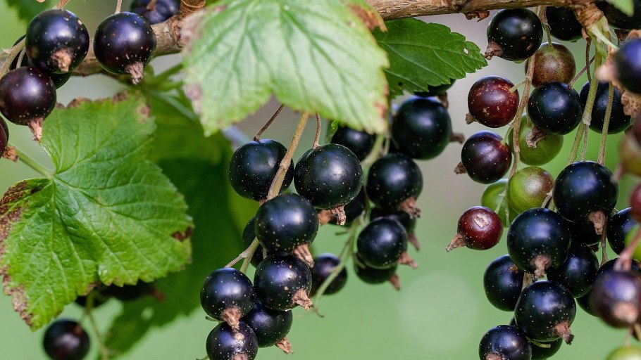 Черенкование смородины осенью