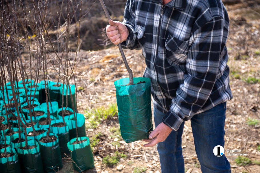 Опрыскивание кустов