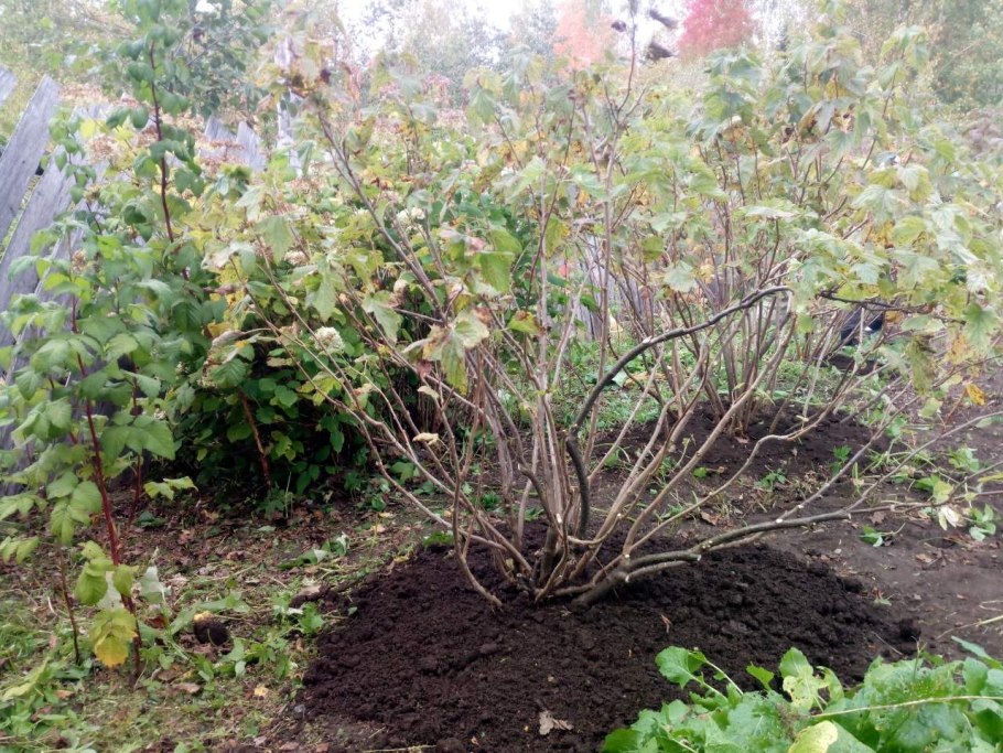 Садоводство черная смородина