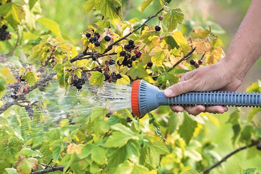 Весенний куст смородины