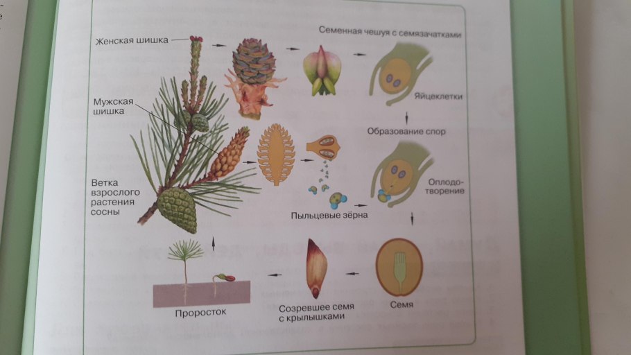 Жизненный цикл сосны обыкновенной 5 класс биология
