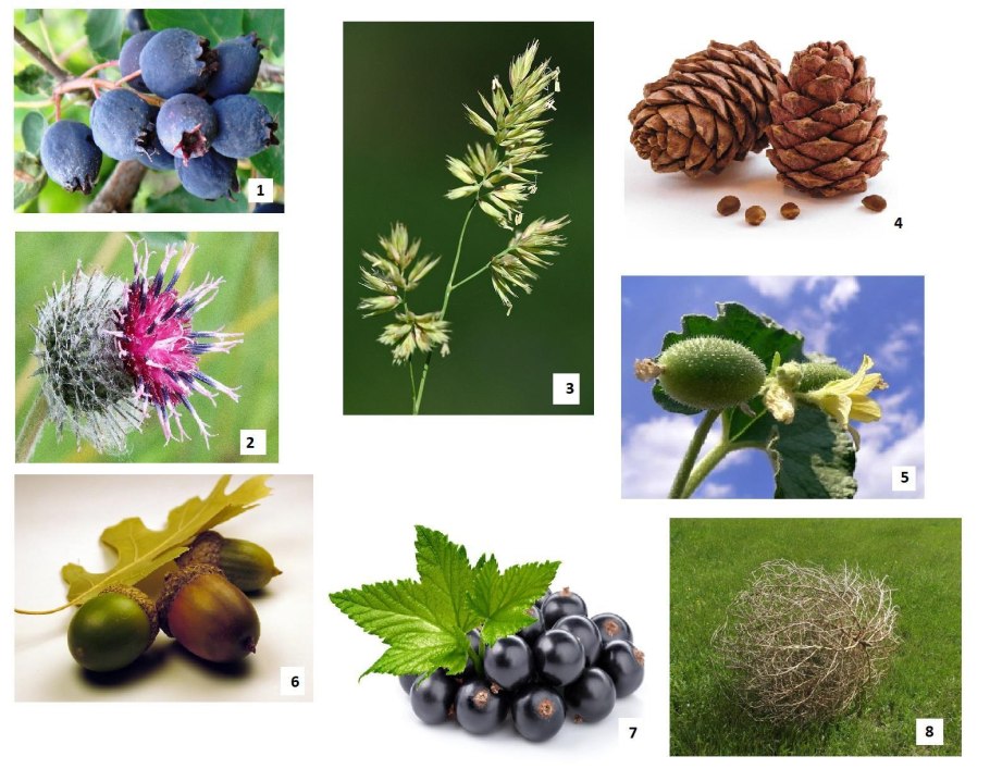 Пыльцевые побеги сосны