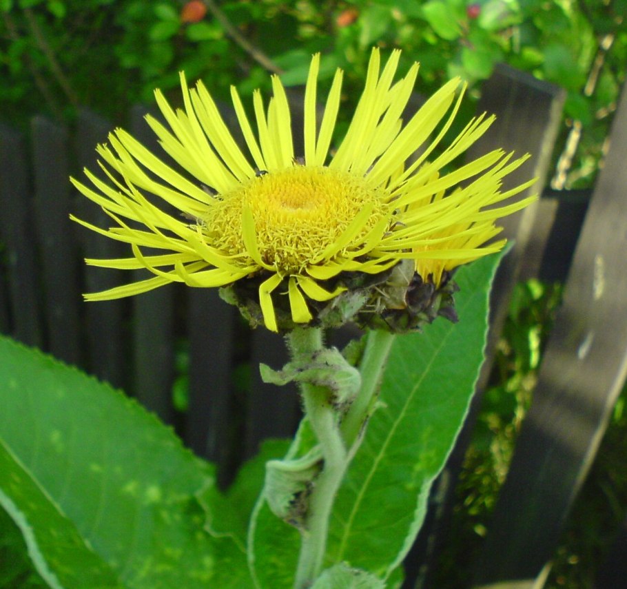Девясил Inula Helenium