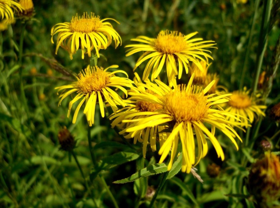 Девясил кистецветный