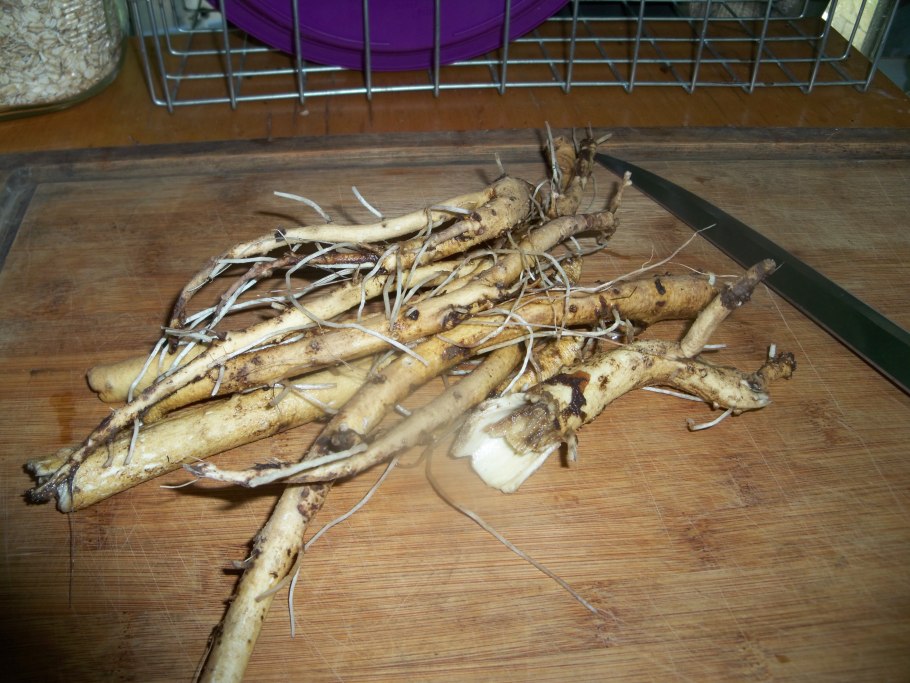 Девясил Inula Helenium