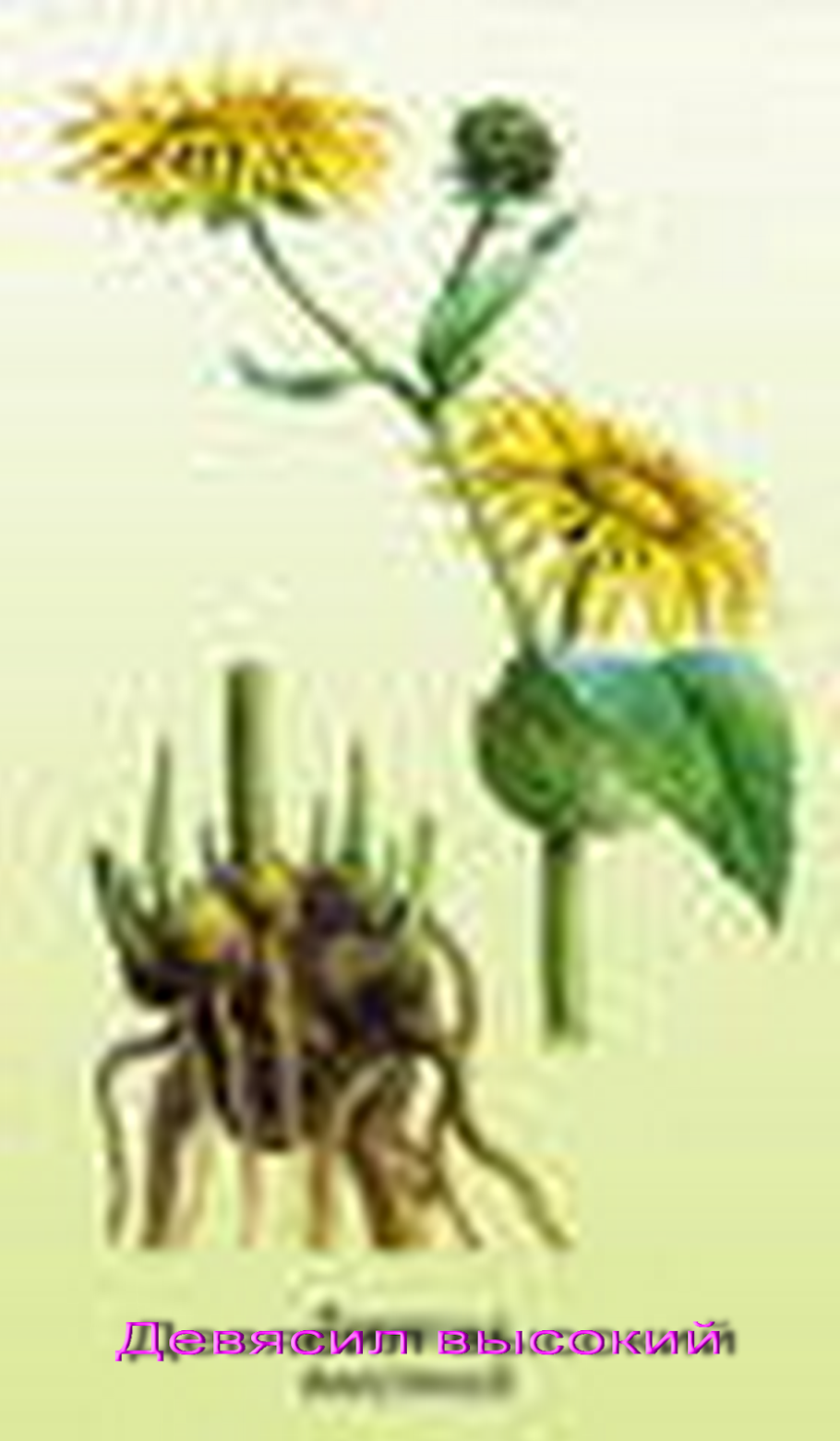 Трава девясил лечебные