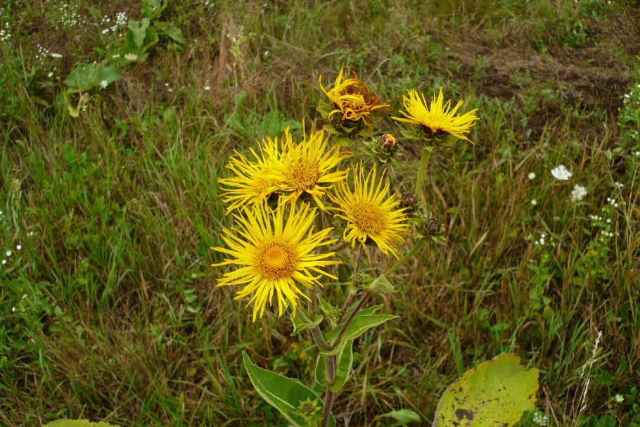 Девясил Любисток