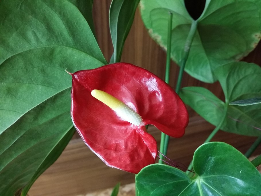 Антуриум Аризона