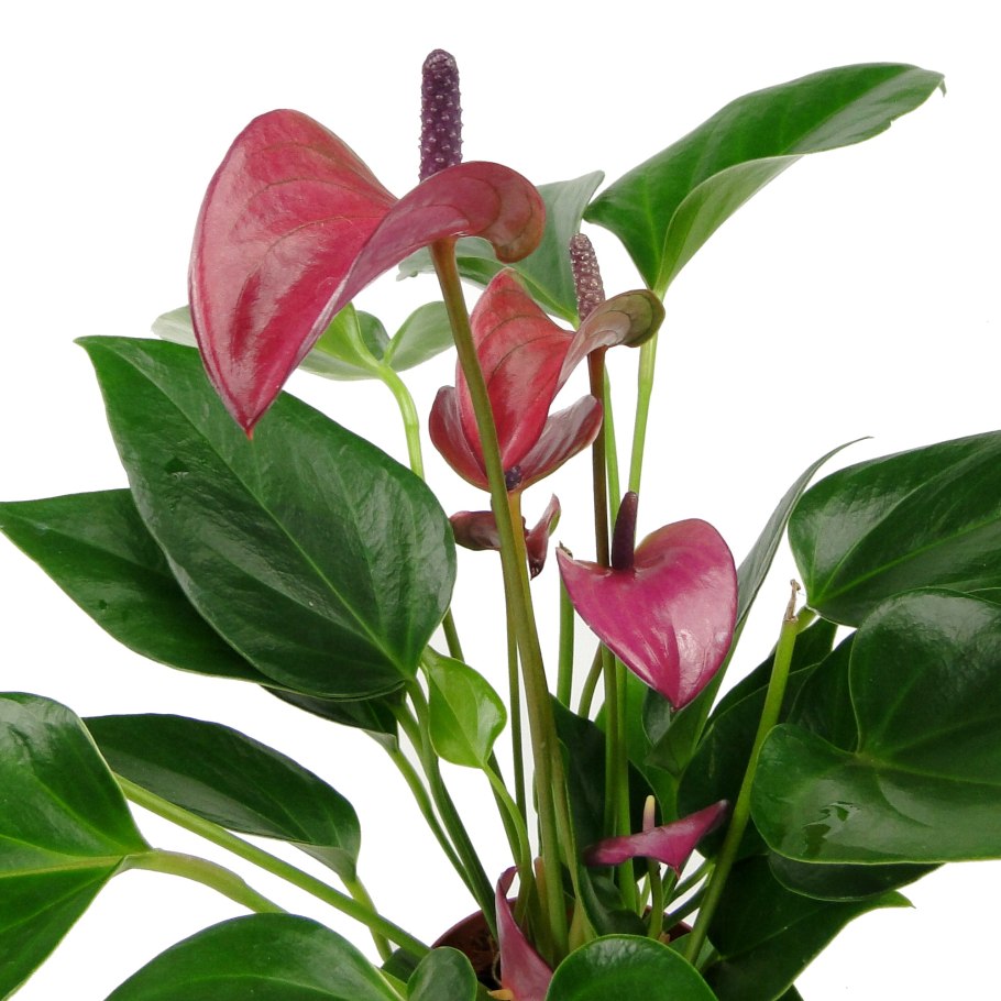 Anthurium Paint Bubblegum