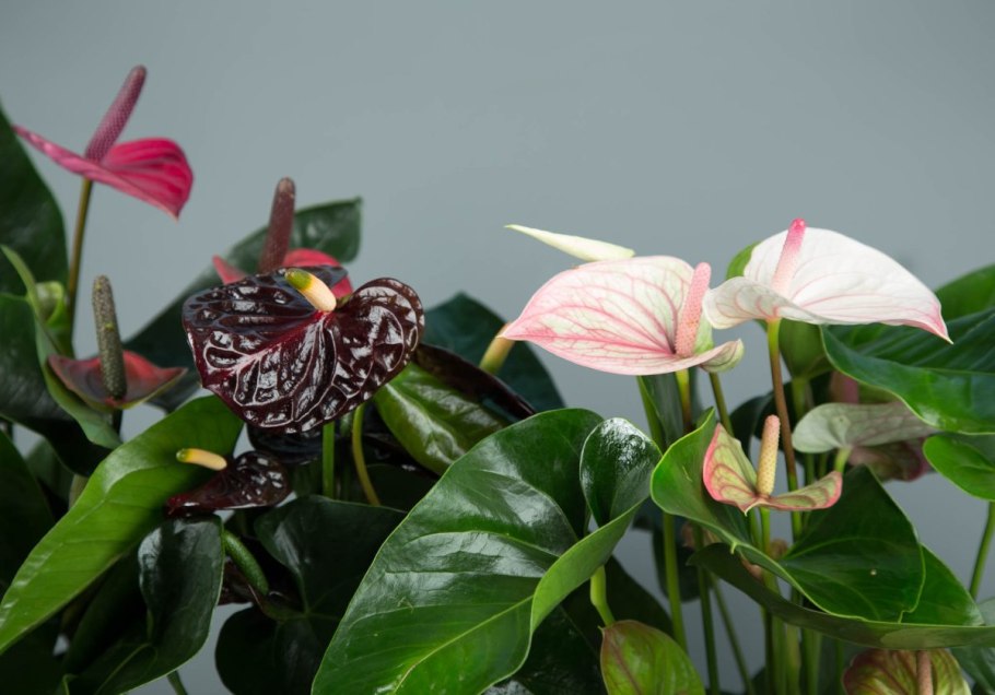 Антуриум Королевский