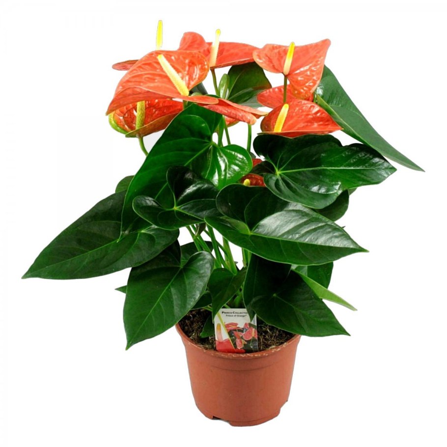 Антуриум Фламинго ред