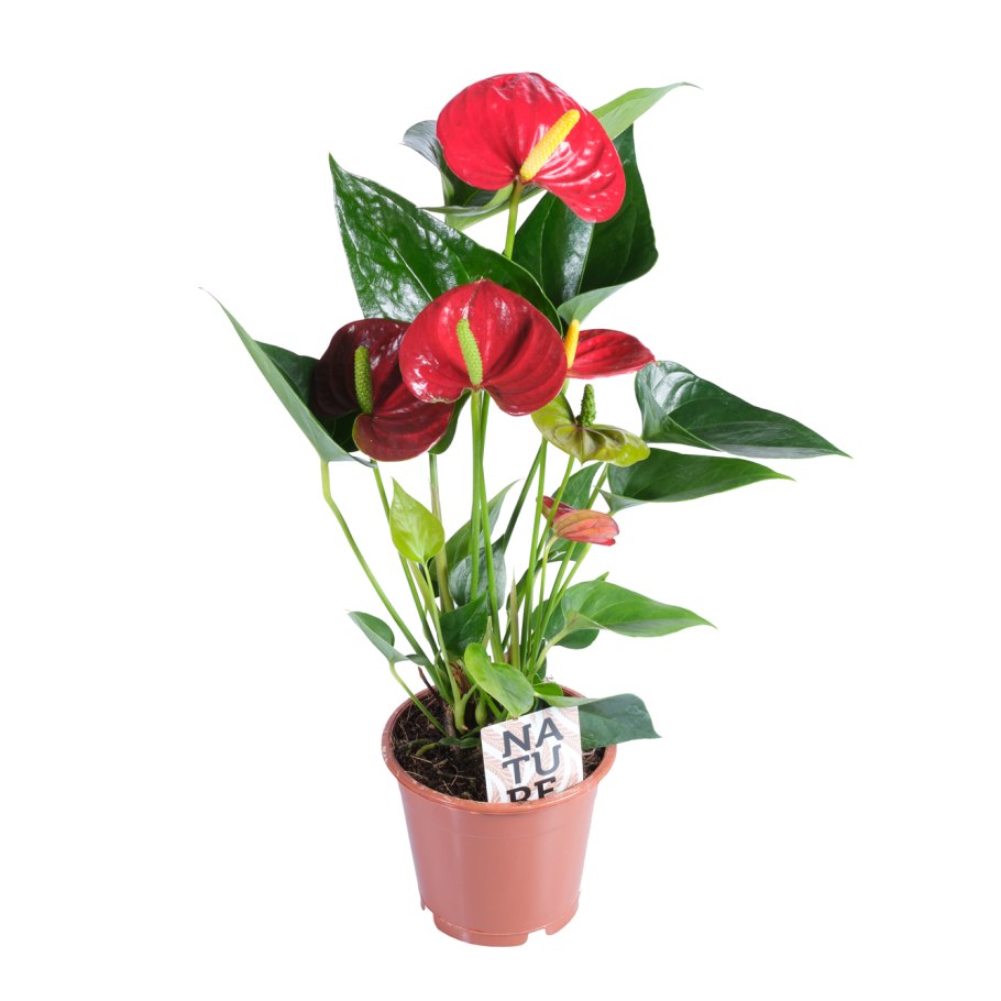 Антуриум зеленый цветок