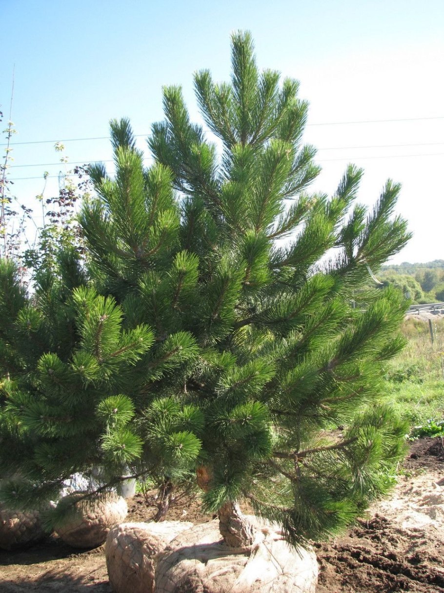 Сосна Крымская (Палласа) Pinus pallasiana