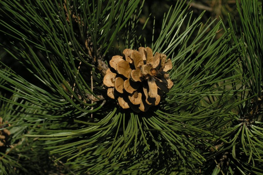 Pinus nigra Bayo