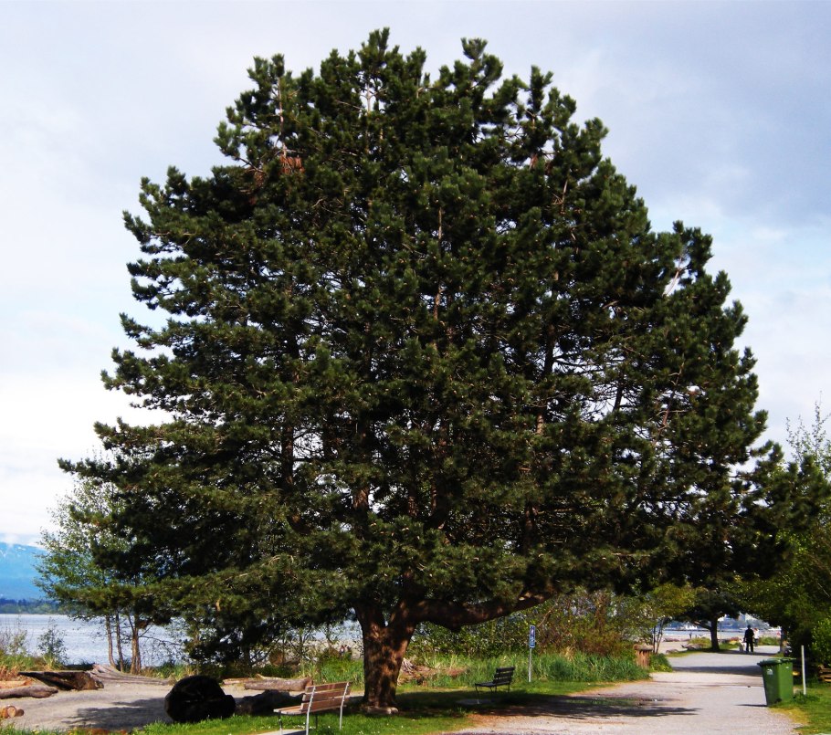 Pinus nigra Крымская сосна
