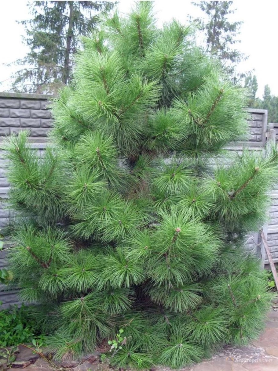 Сосна Pinus nigra