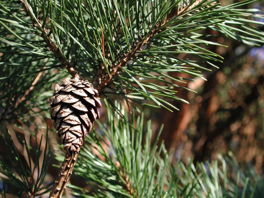 Pinus Montana