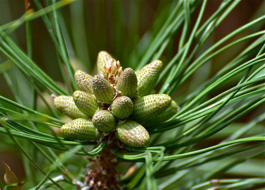 Pinus nigra